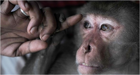 Photo of a macaque