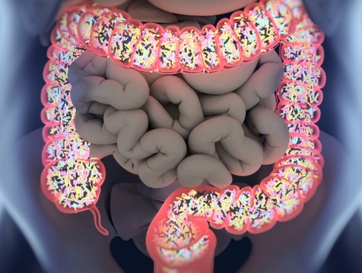 An illustration of the human gut microbiota